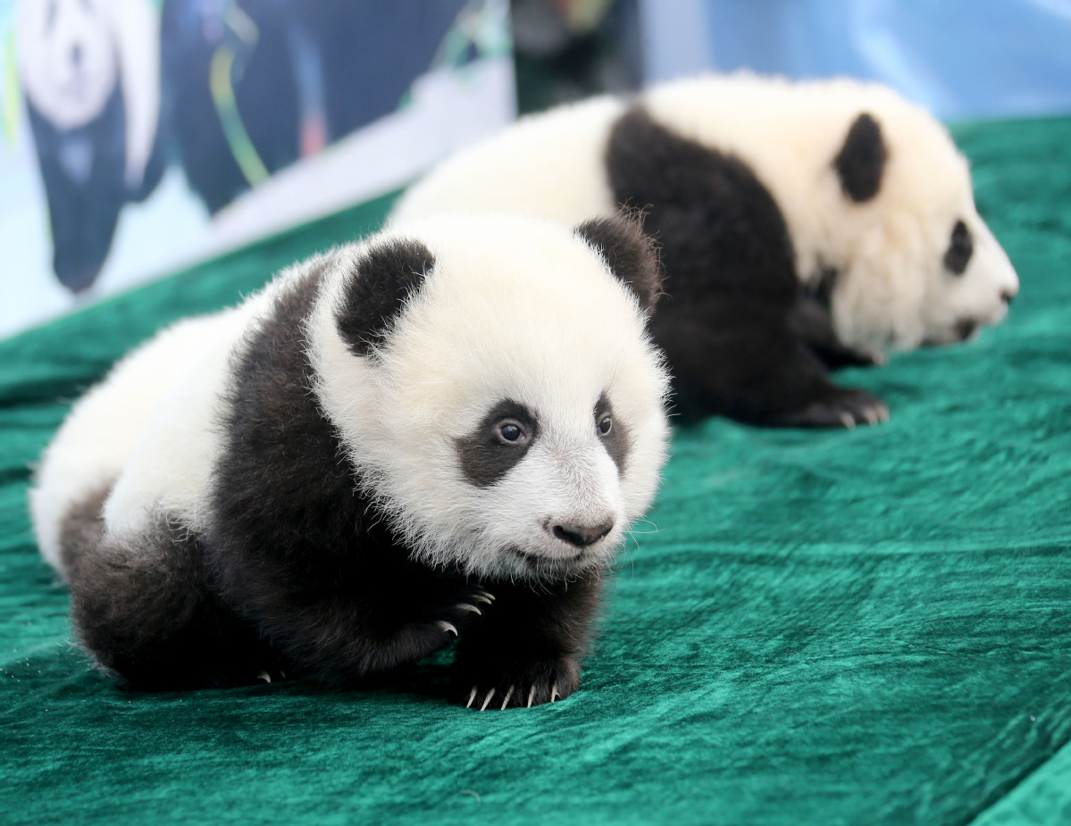 2019大熊猫最新数据发布：全球圈养大熊猫数量达600只- Chinadaily.com.cn