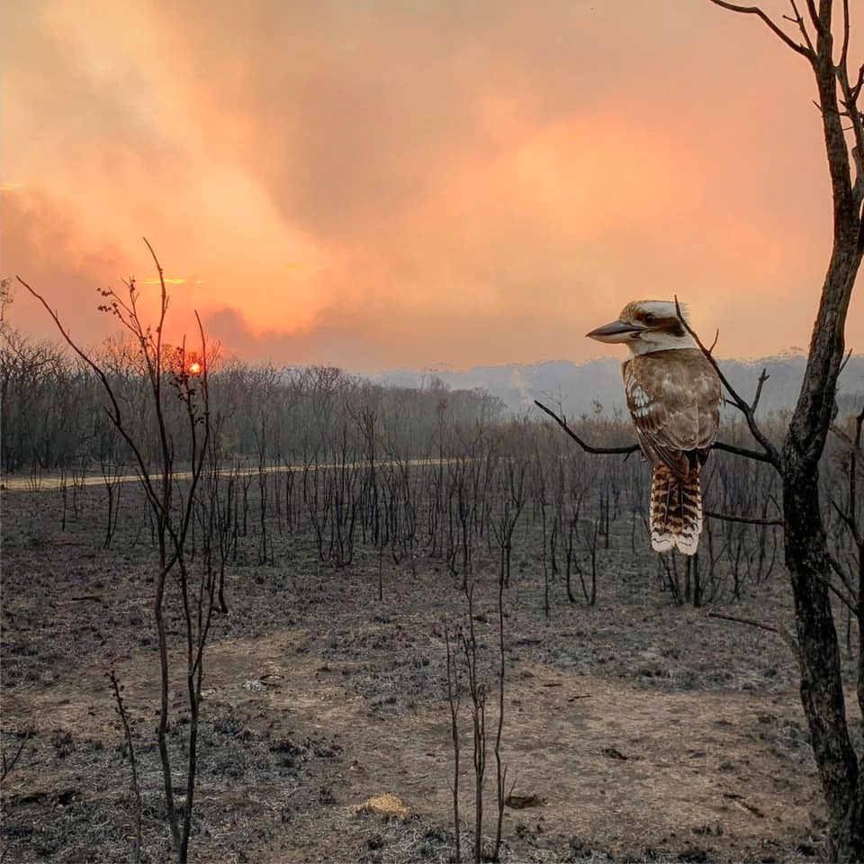 Australian Volunteer Firefighter Charged With Arson World Chinadaily Com Cn