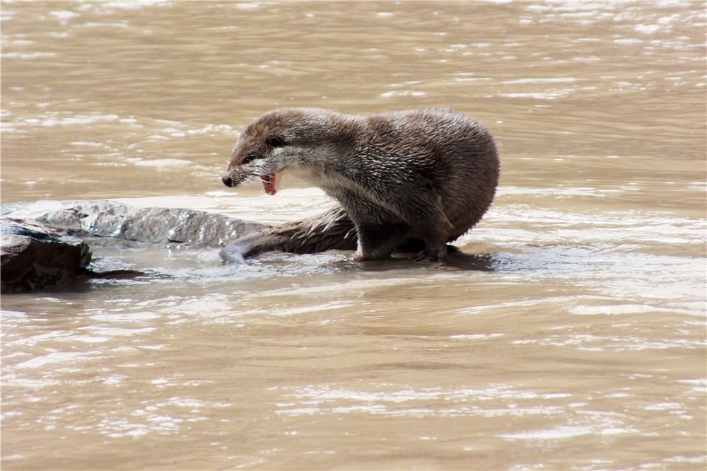 Otters reflect improvement of 'Asia's water tower' ecology