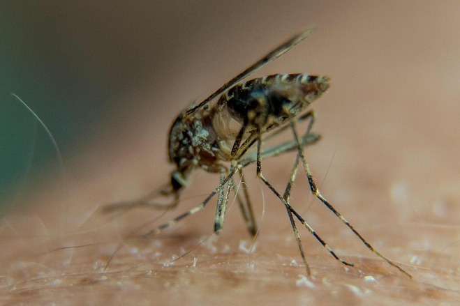 Chinese scientists identify mosquito protein related to virus ...