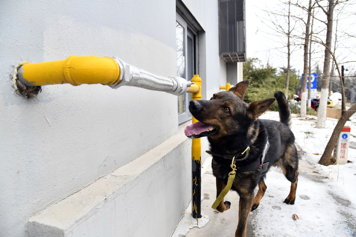 sniffer-dog-hunts-gas-leaks-chinadaily-cn