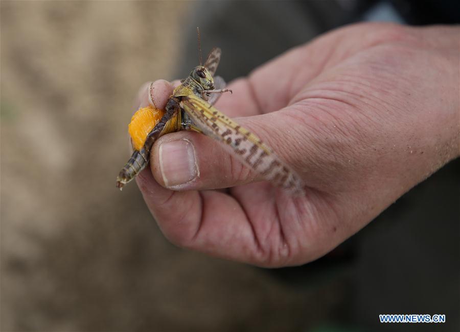 Measures launched to control locusts