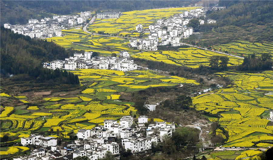 Golden cole flowers bloom at ancient village of Wuyuan - Chinadaily.com.cn