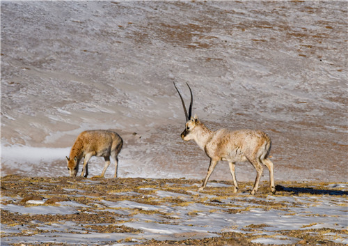 Tibet sees remarkable increase in wild animals 