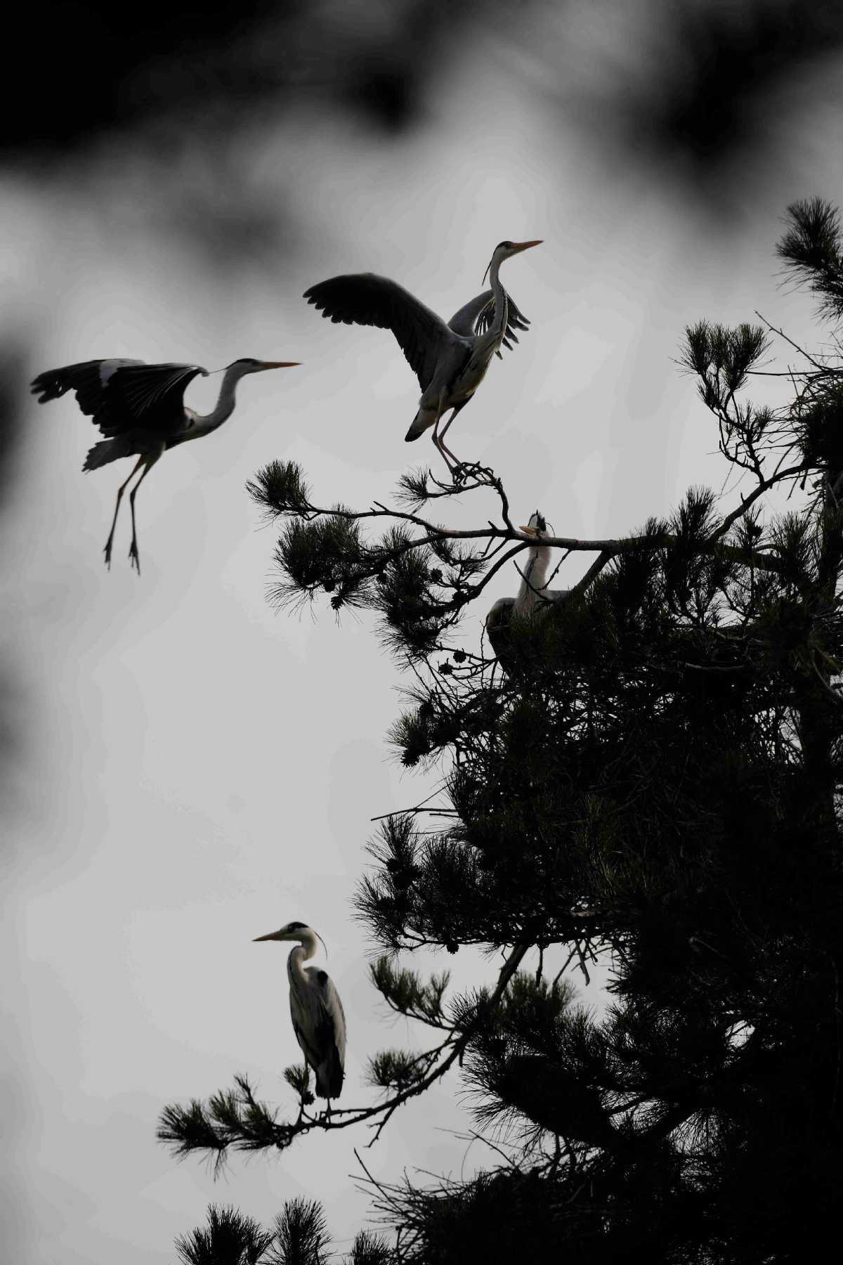 Herons return to Shanxi