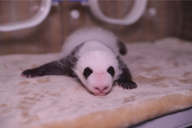 Names of this year's first panda twins born in captivity revealed ...