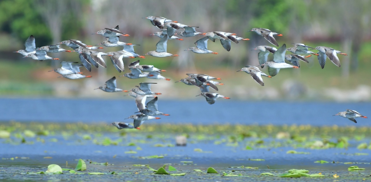 China's ecological environment improves in 2019: report