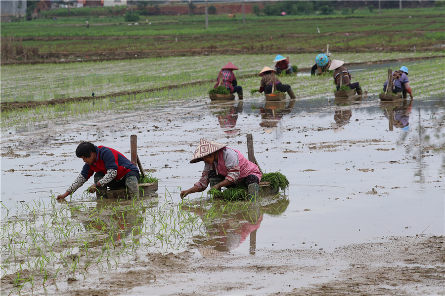 Rice plating in April - Chinadaily.com.cn