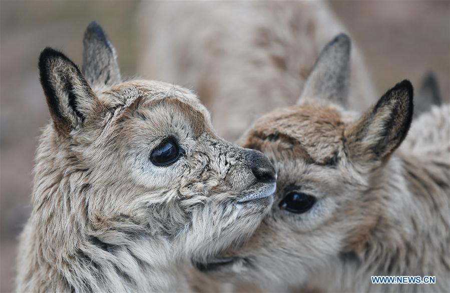 tibetan antelope baby