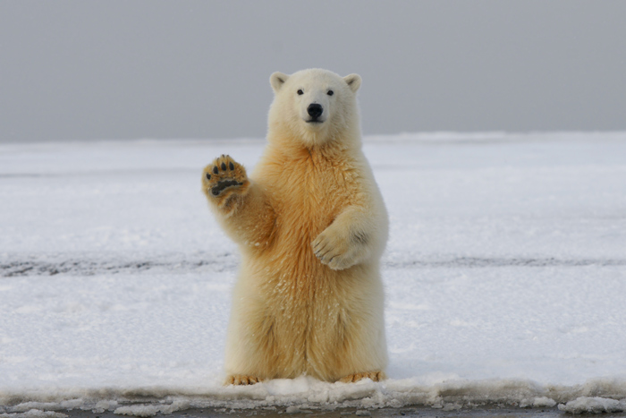 研究 气候变化将使北极熊在本世纪末灭绝 Chinadaily Com Cn