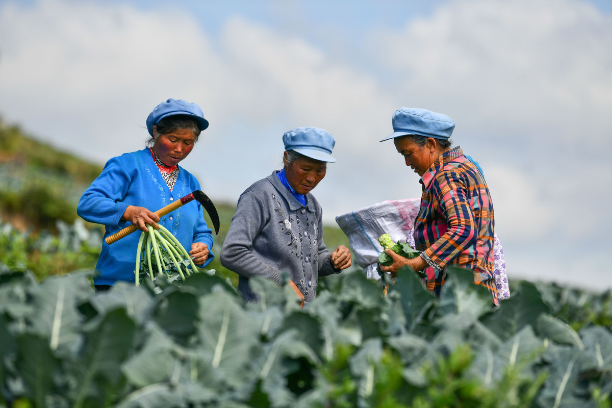 Veggies Give Farmers a Leg up in Guizhou