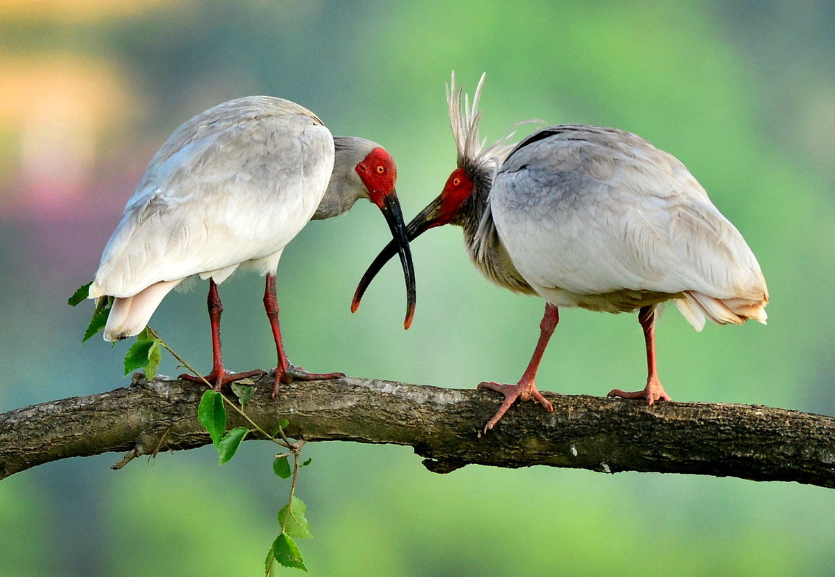 51 crested ibis released into wild