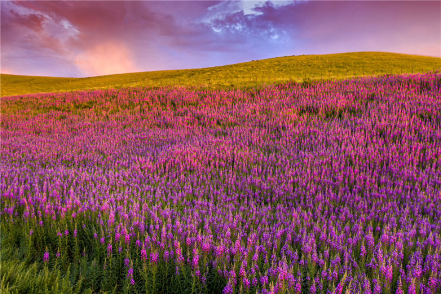 Wonderful willow orchids populate Xiliinhot's grasslands - Chinadaily.com.cn