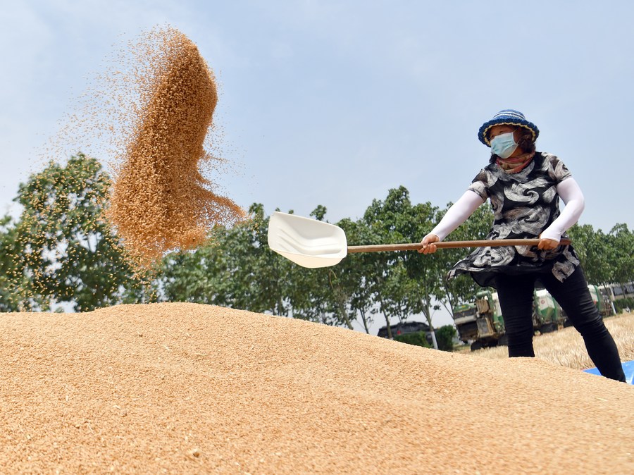 Despite disasters, harvest expected to be successful