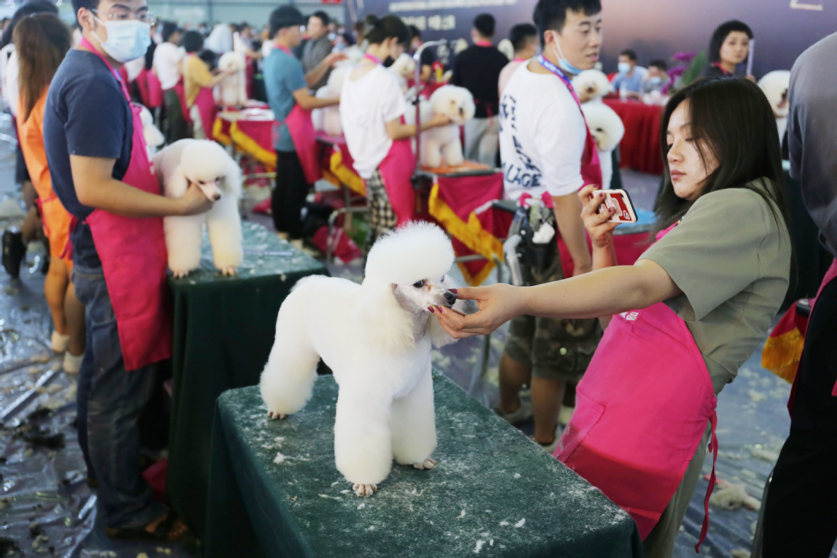 Pet dog sale market