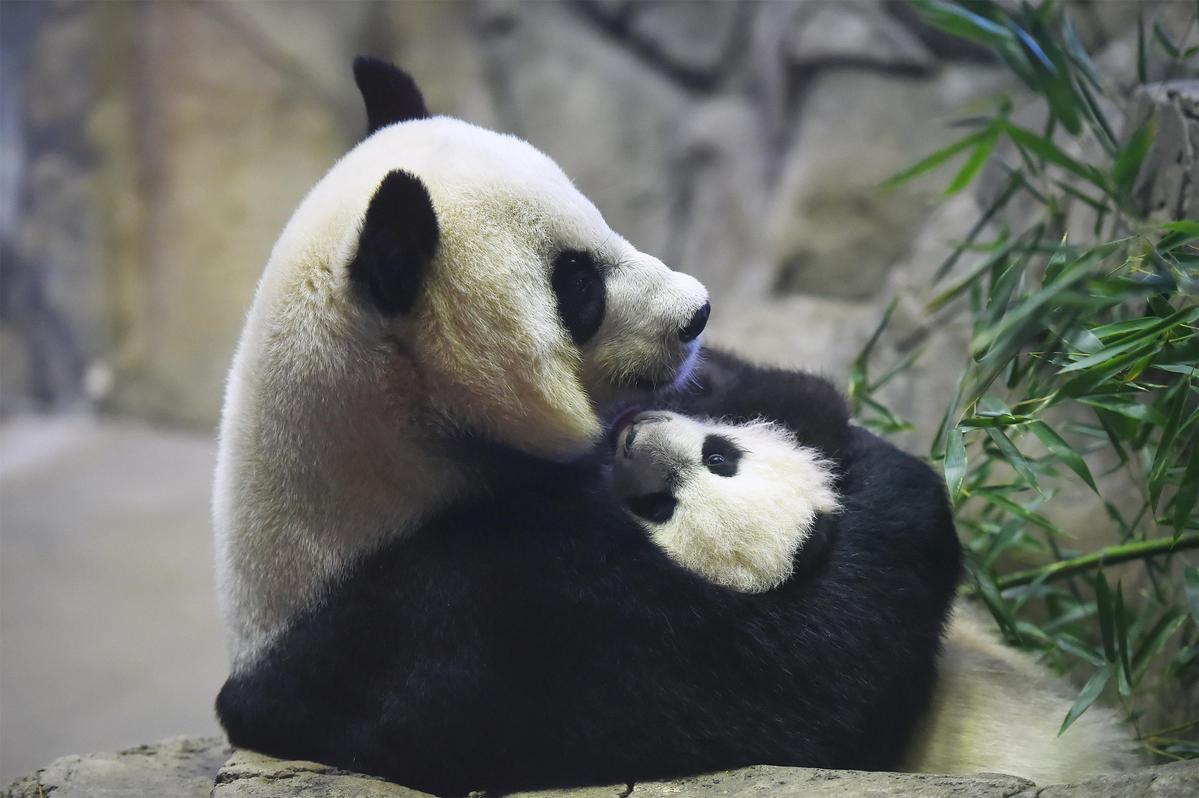 旅美大熊猫“小奇迹”迎来首个生日-侨报网