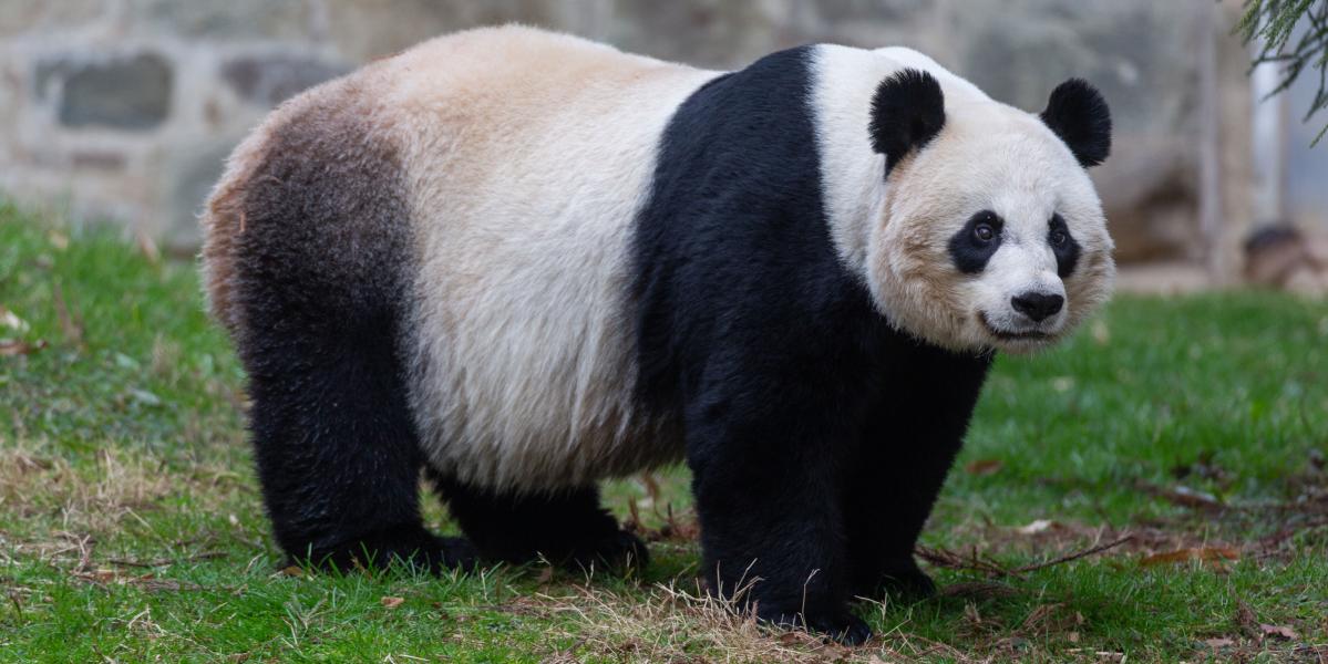 Baby panda born at Washington's National Zoo - World - Chinadaily.com.cn