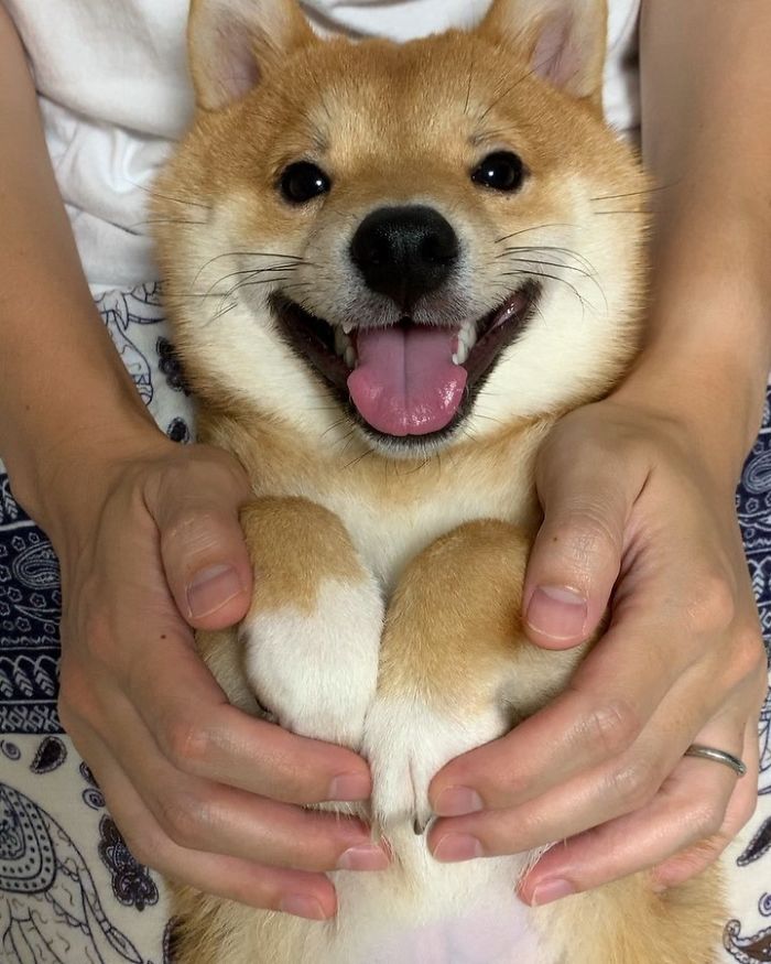 莲蓬乳微笑狗图片
