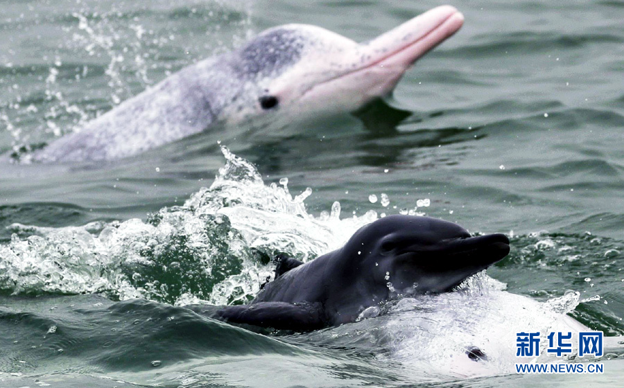 Discover China: Safe haven for rare dolphins in south China