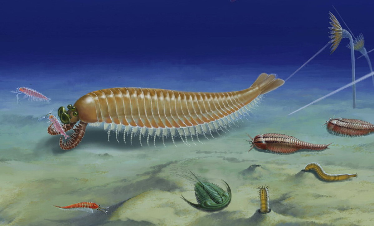 Fossil may be missing link in the origin of arthropods 