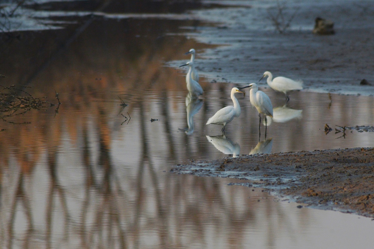 Migratory birds spotted in Qingdao wetland - Chinadaily.com.cn