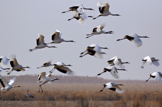 Yellow River Delta becomes paradise for wild birds - Chinadaily.com.cn