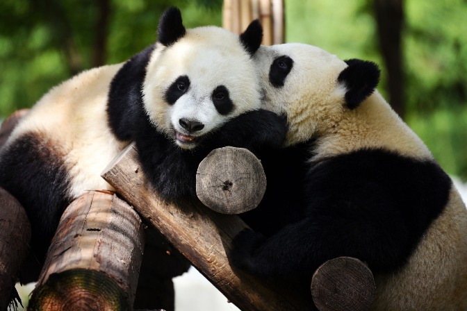 NW China's Shaanxi to build giant panda scientific park - chinaculture.org