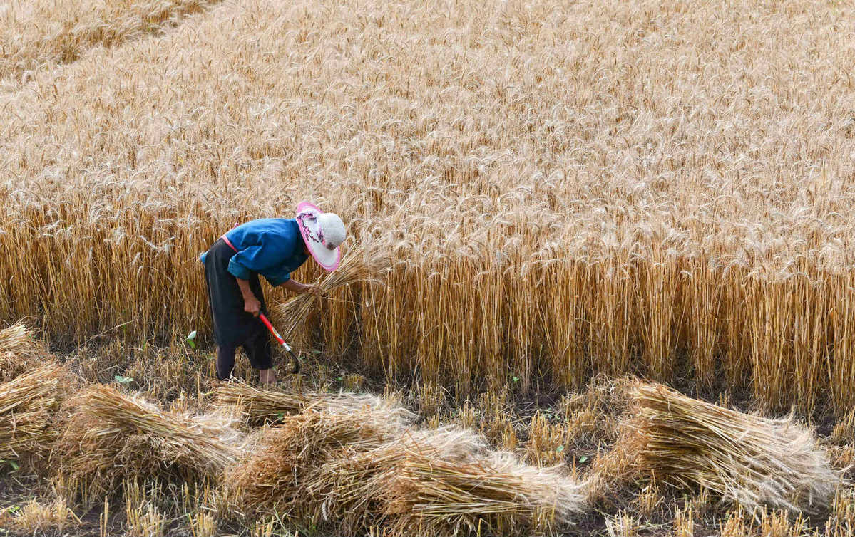 Focus on food security pays off