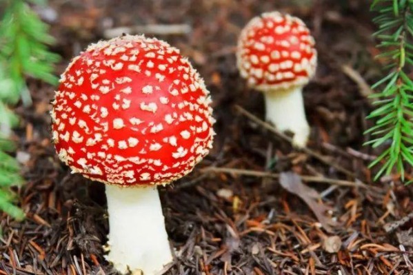 Report details incidences of mushroom poisoning in 2020 - Chinadaily.com.cn