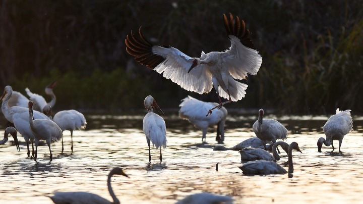 Wintering birds flock to greener Yangtze - Vimarsana News