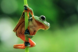 New frog species found in east China - Chinadaily.com.cn