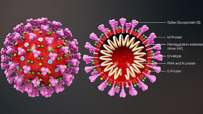 Influenza virus can promote COVID-19 infection in cells, mice: study