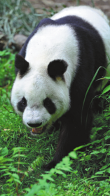 Study Details Panda Subspecies' Evolution - Chinadaily.com.cn