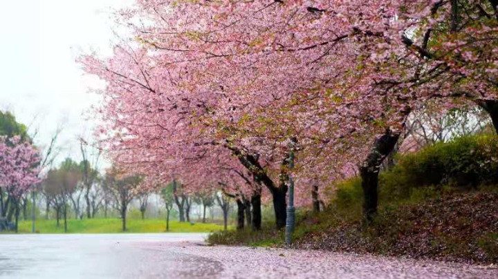 Cherry blossom spectacle at Shanghai Gucun Park - Chinadaily.com.cn