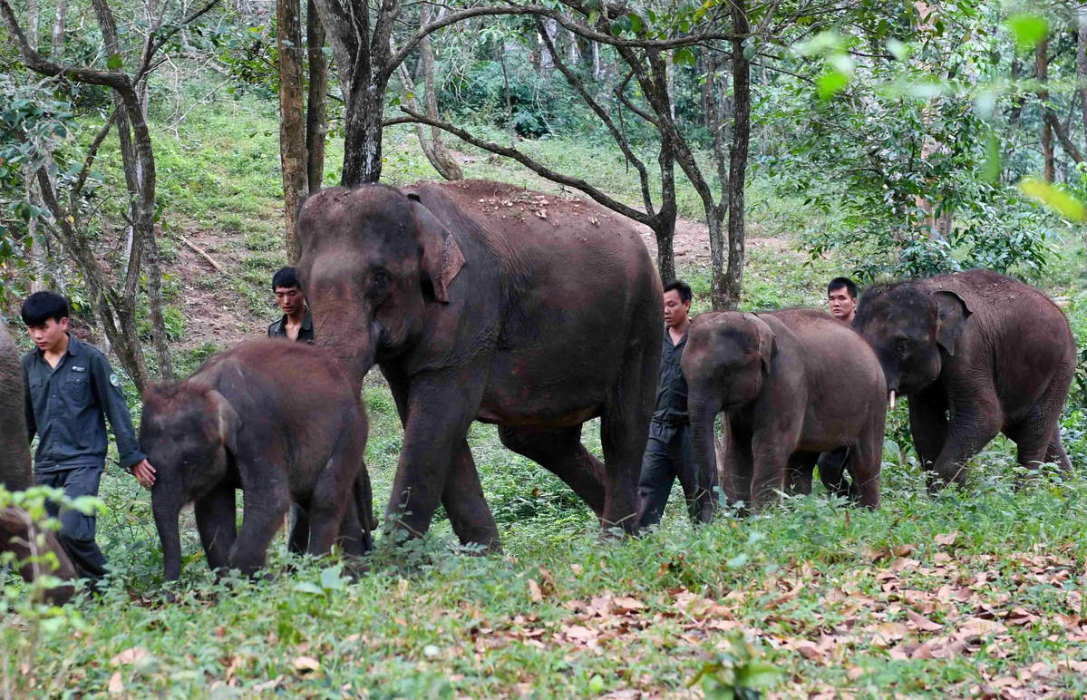 China Wildlife Guide