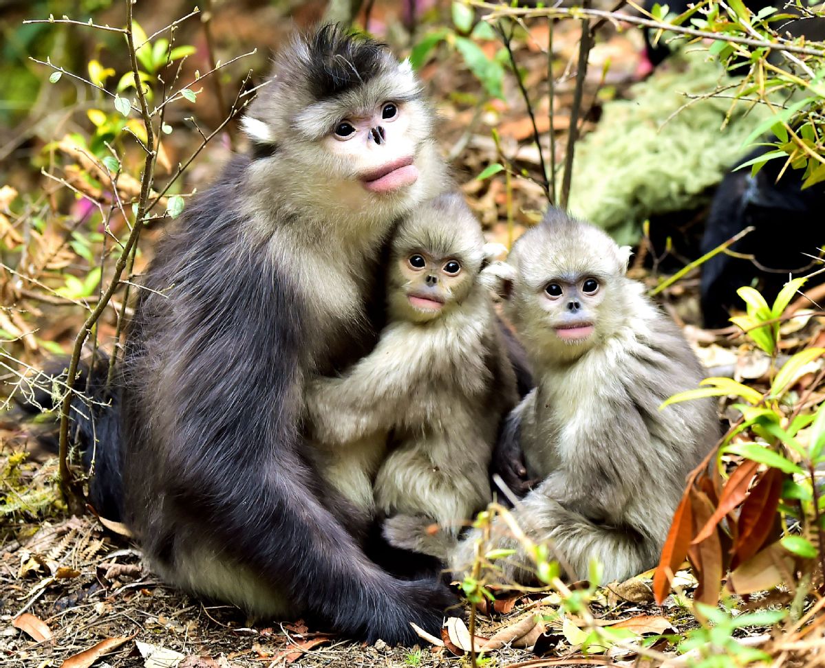 Saving the Yunnan Golden Monkey