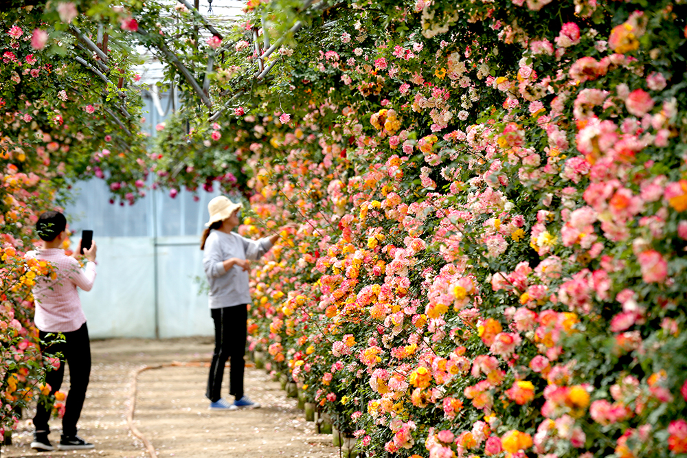 Chinese Rose Festival to blossom across Beijing 