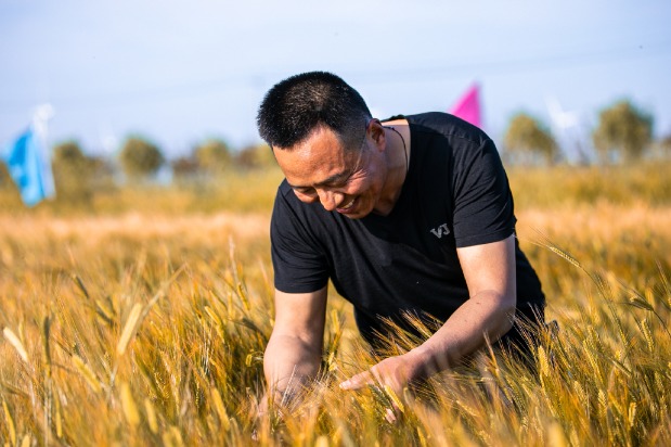 Budweiser to launch beer made with locally-sourced malting barley ...