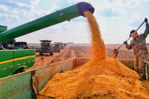 China's grain production to hit 692m tons in 2025 - Chinadaily.com.cn