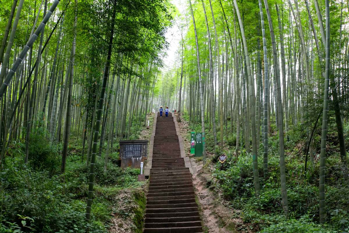 A Forest of Bamboo