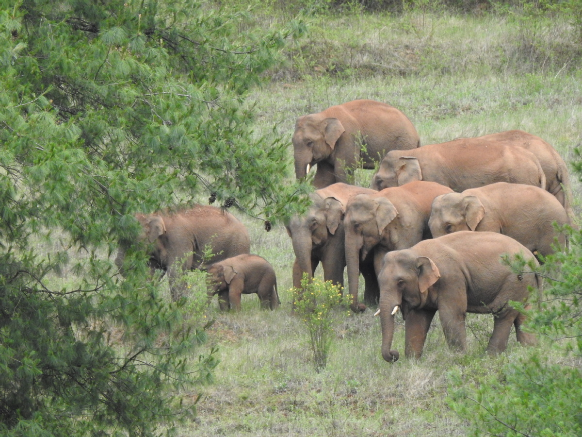 Human activities not likely to be cause of elephants' migration