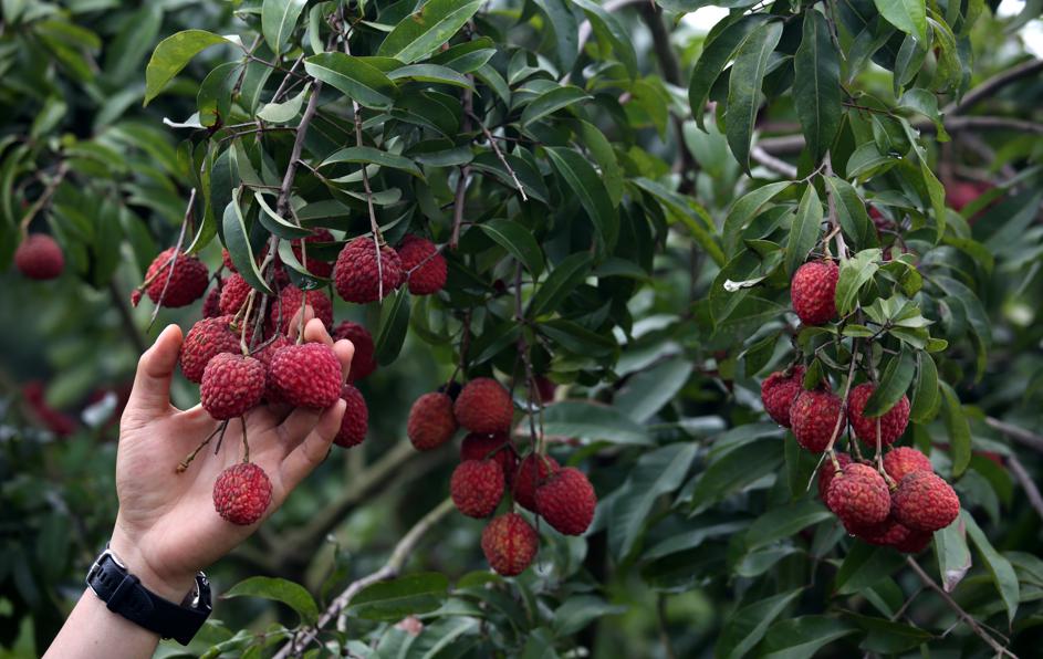 Ancient chinese fruit tree