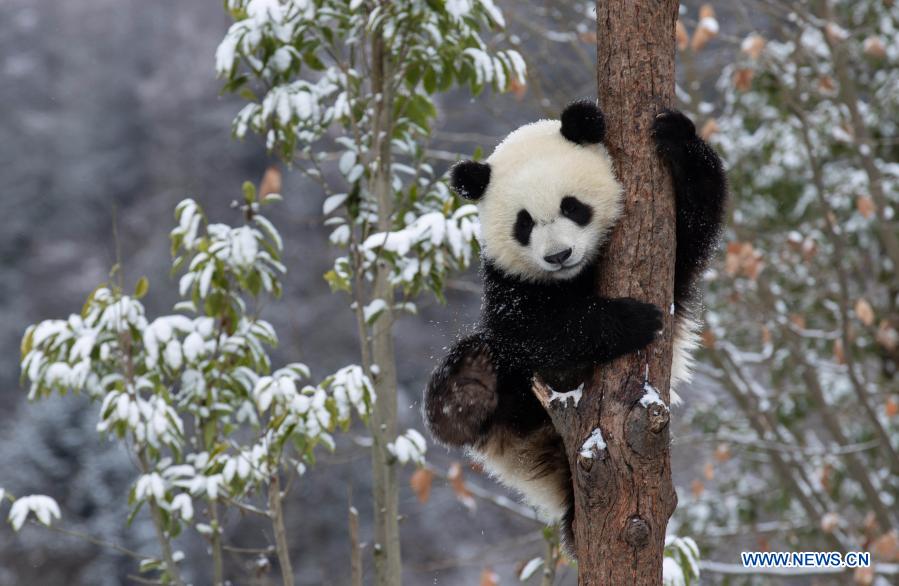 Panda's rise shows biodiversity improving 