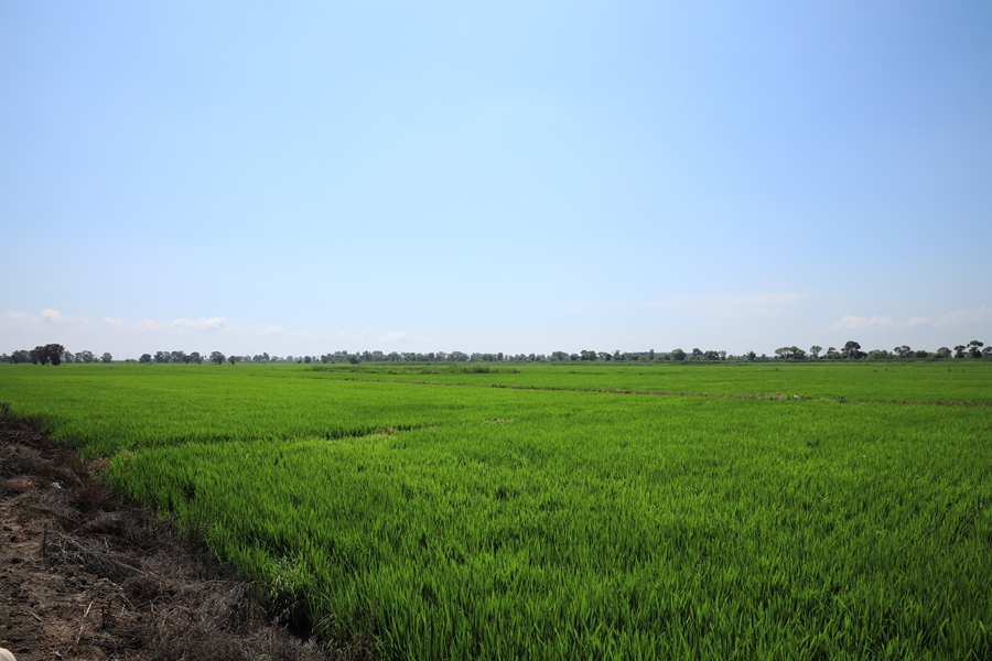 Black soil protection, tech boost ecology, production in NE China's ...