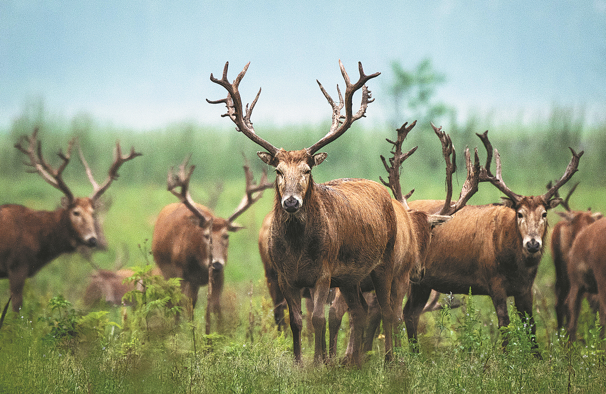 Populations of milu deer increasing due to conservation efforts -  Chinadaily.com.cn