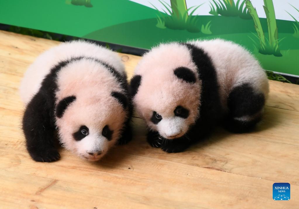giant panda cubs cute