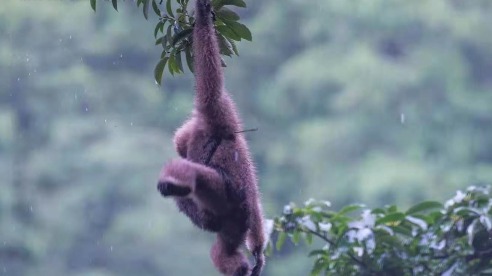 Video: Finding gibbons in the mist of Yunnan - Vimarsana News