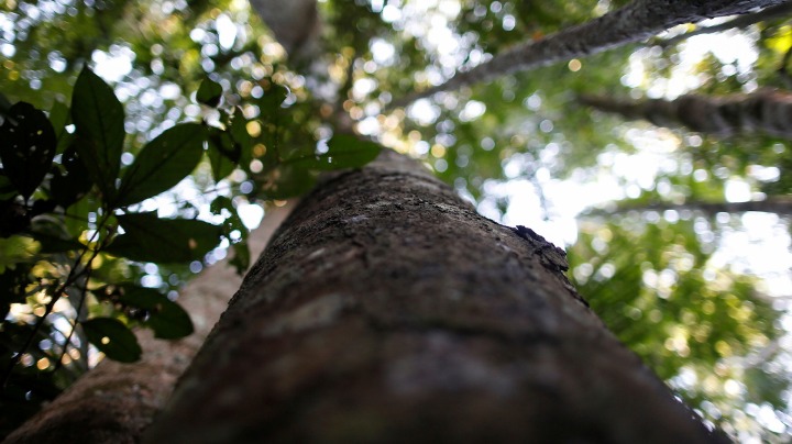 Fewer fires in Amazon rainforest than feared - Vimarsana News