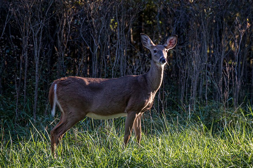Widespread COVID 19 infection found in US deer: NYT Chinadaily com cn
