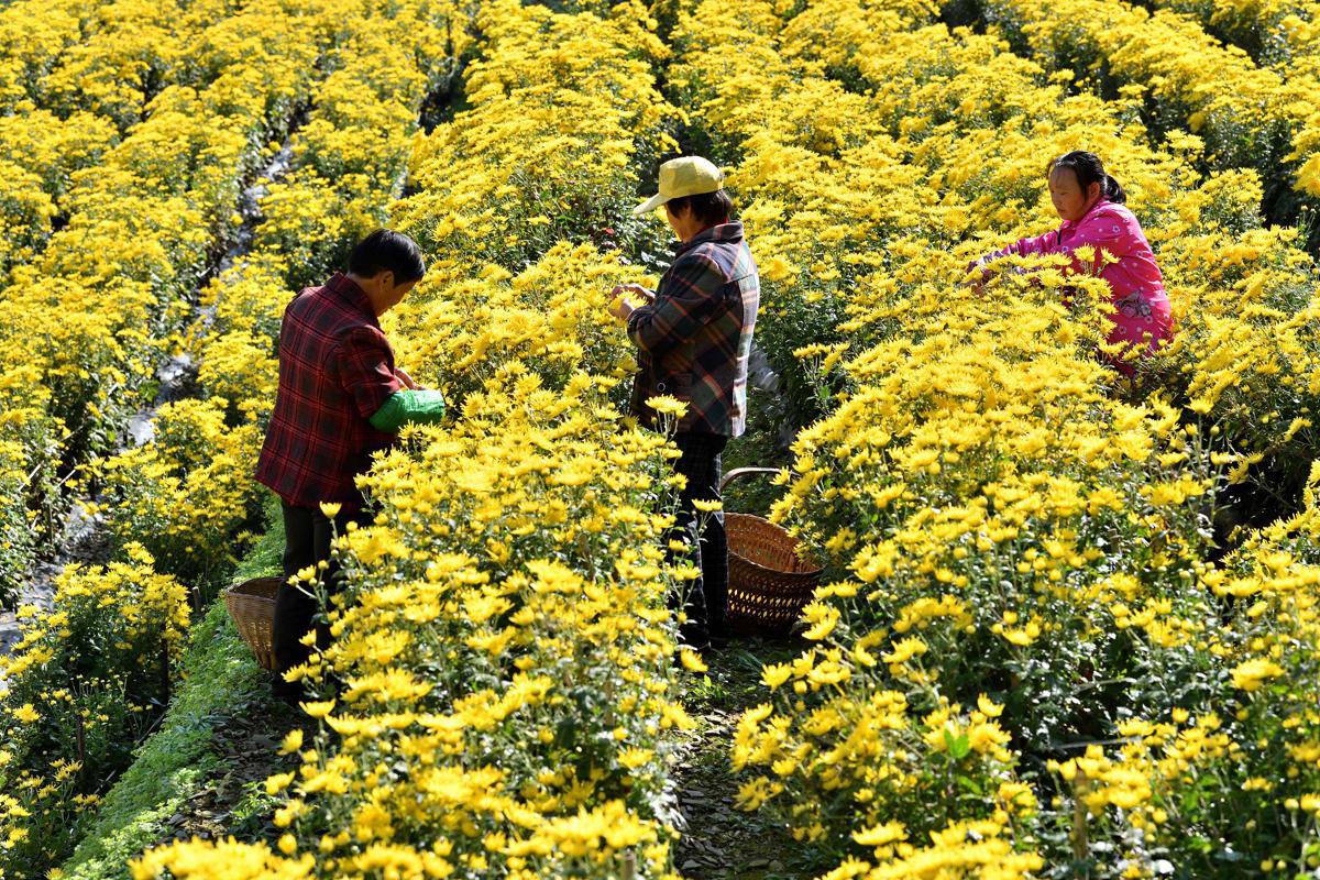 Golden chrysanthemum harvest means more income for Hubei farmers ...